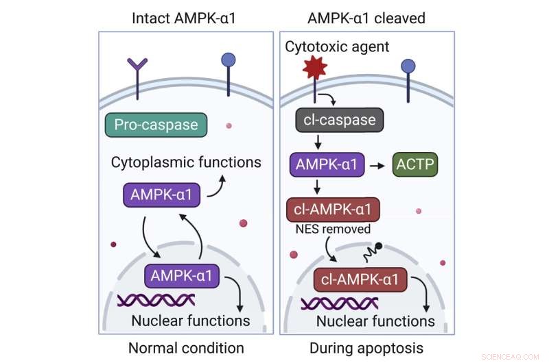 AMPK Research: Novel Modification May Enhance Cancer Treatment Efficacy