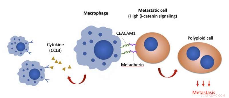 Novel Macrophage Mechanism Drives Ovarian Cancer Metastasis | HKU Research