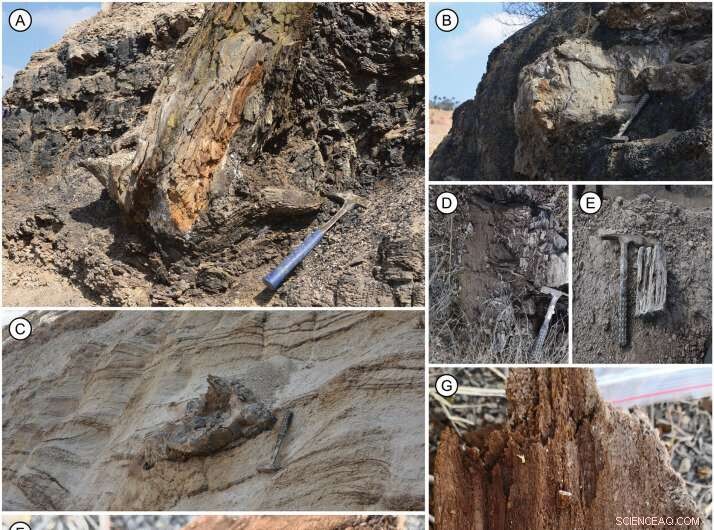New Fossil Wood Species Discovered in Yunnan, China - Insights into Miocene Ecosystems