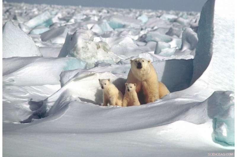 Innovative Radar System Detects Polar Bears in Arctic Environments