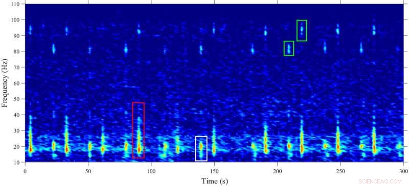 Fin Whale Vocalizations Reveal Migration Insights