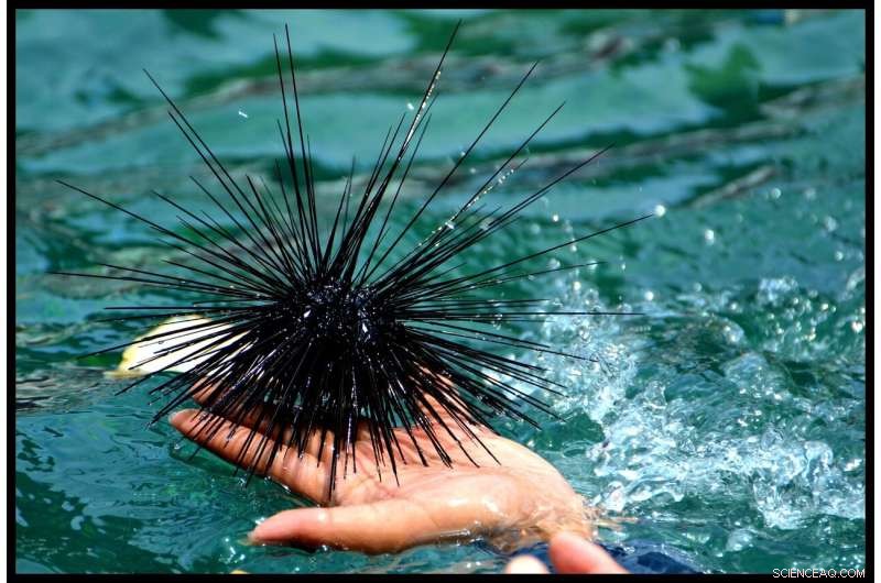 Rapidly Breeding Sea Urchin: A New Model for Genetic Research