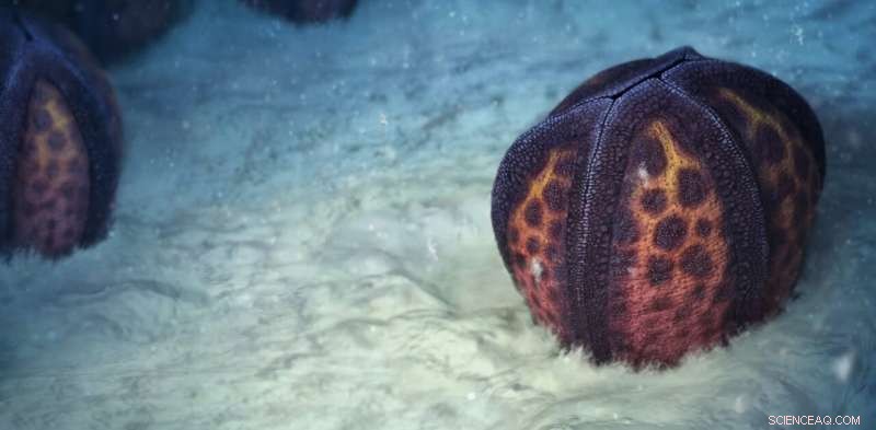 Yorkicystis: Ancient Starfish Relative Reveals Secrets of Evolution