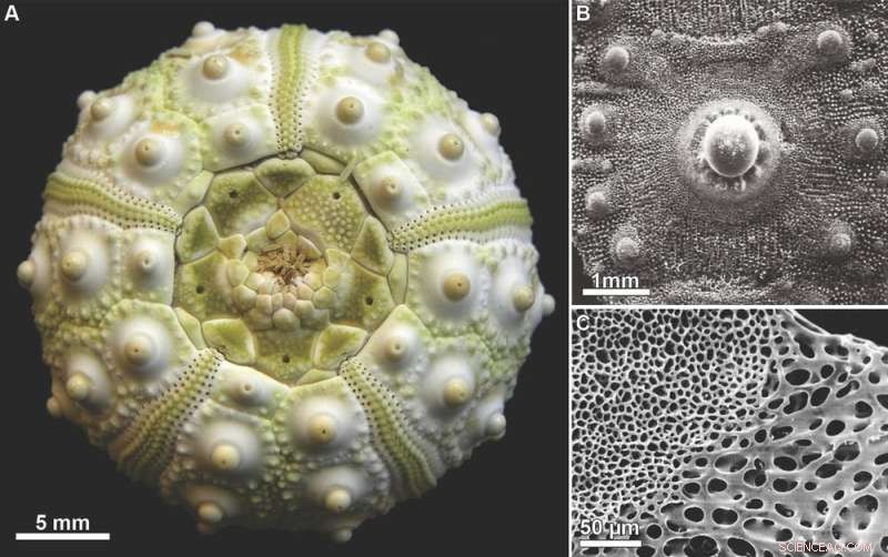 Yorkicystis: Ancient Starfish Relative Reveals Secrets of Evolution