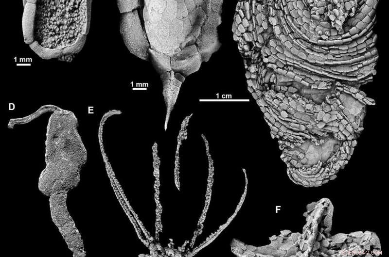 Yorkicystis: Ancient Starfish Relative Reveals Secrets of Evolution