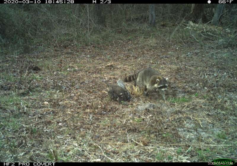 Raccoons Aren t As Picky As You Think: New Research on Scavenger Diets