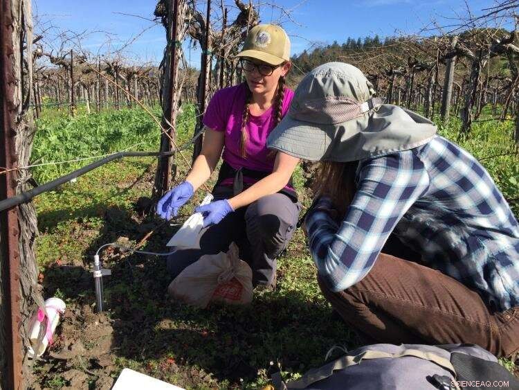 Tracking Sulfur Use in Wine Production for Sustainable Practices