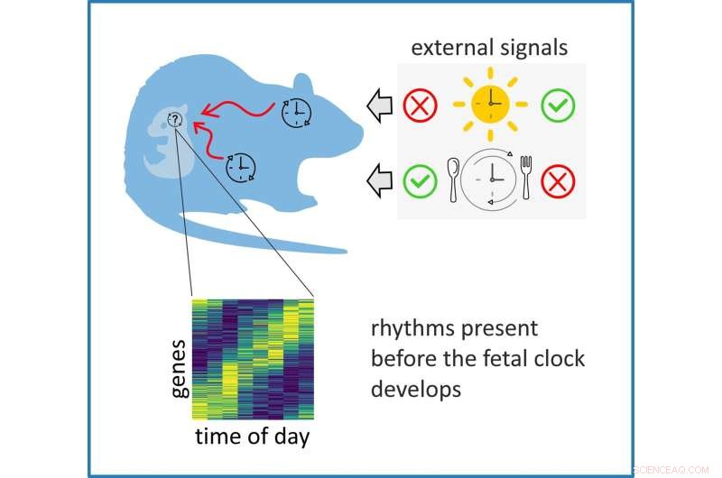 How Maternal Behavior Influences Fetal Circadian Rhythm Development