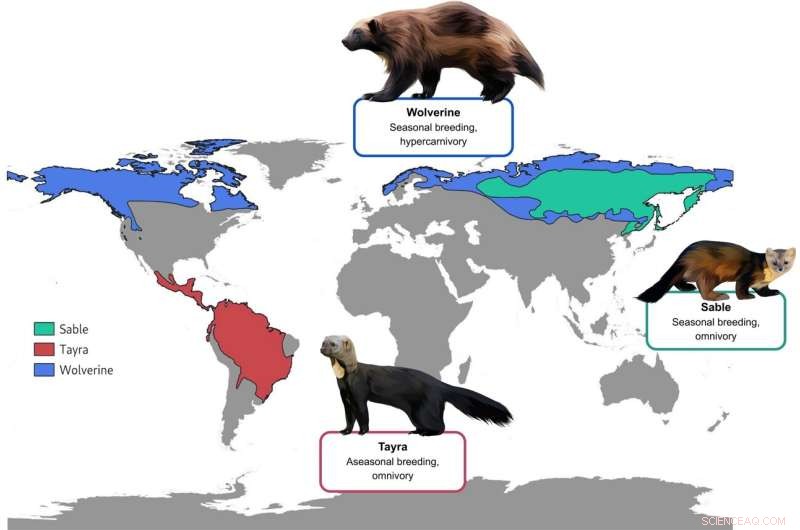 Unraveling Mustelid Diversity: Insights from Reference Genomes