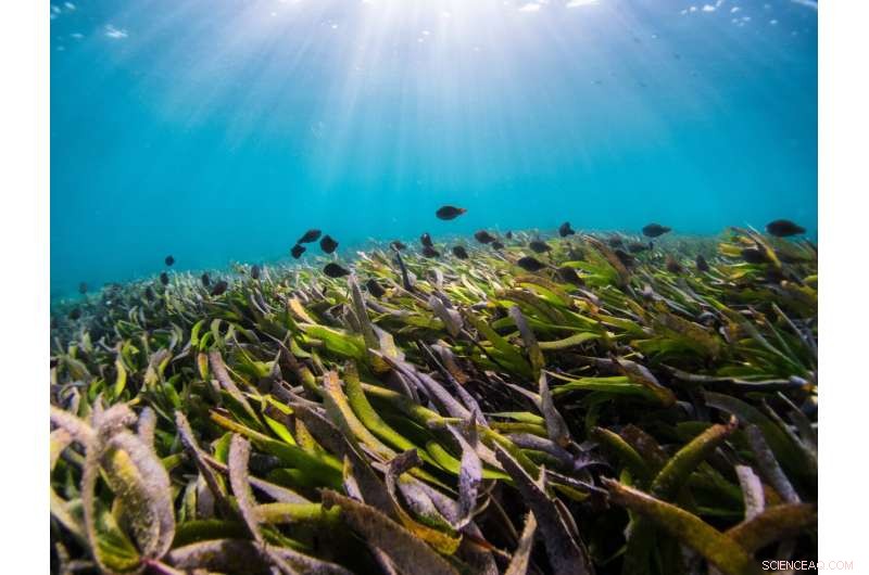 Coastal Ecosystem Stressors: Climate Change, Pollution & Runoff Impacts