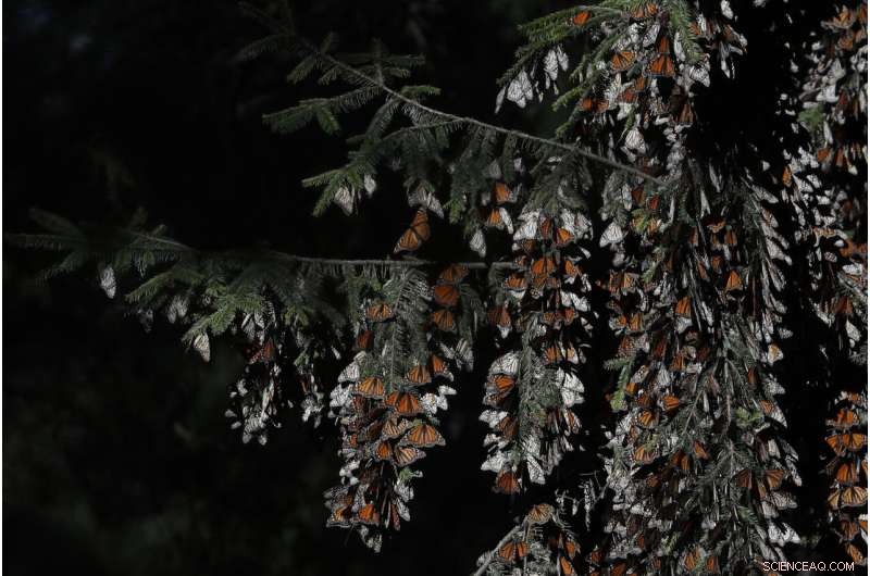 Monarch Butterfly Population in Mexico Increases by 35%