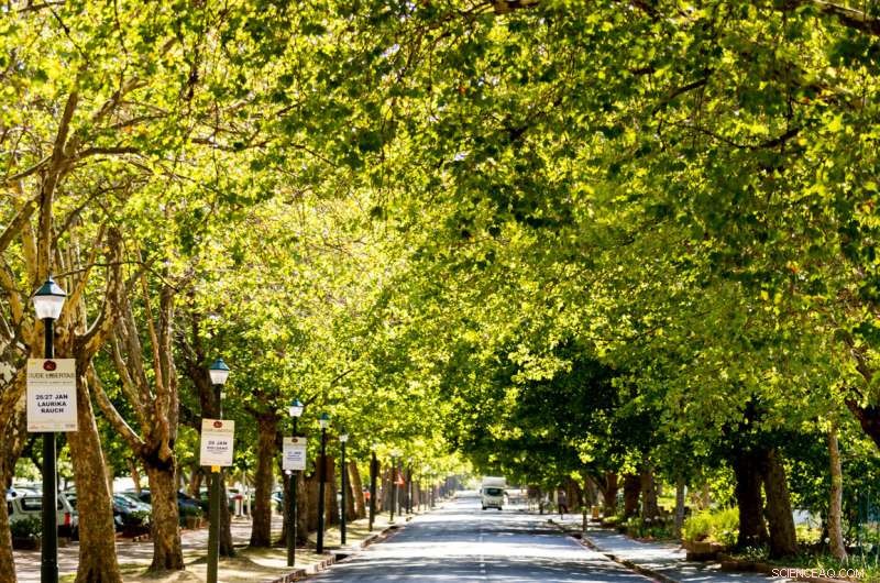 Polyphagous Shot Hole Borer: $18.45 Billion Economic Impact on South Africa