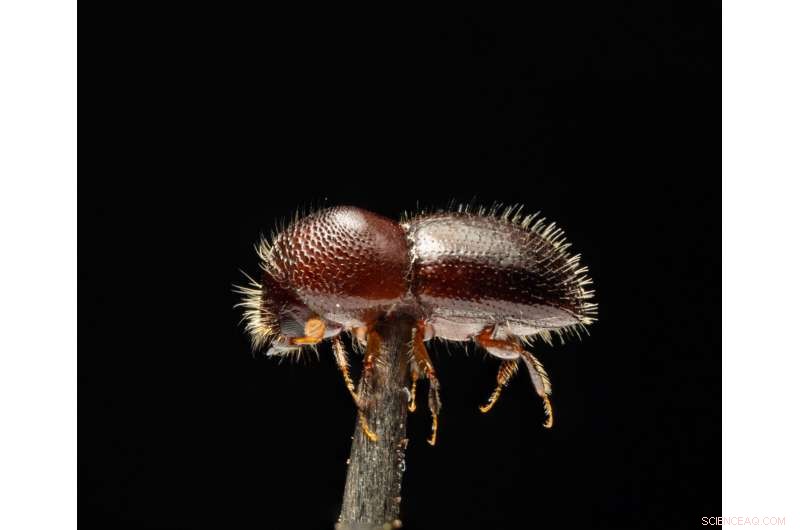 Polyphagous Shot Hole Borer: $18.45 Billion Economic Impact on South Africa