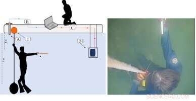 Underwater Hearing: Human vs. Seal - A Comparative Analysis