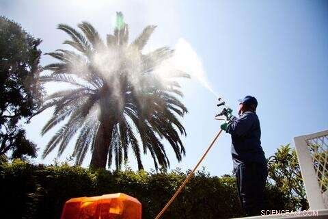 Effective Palm Weevil Control: A Bee-Friendly Solution