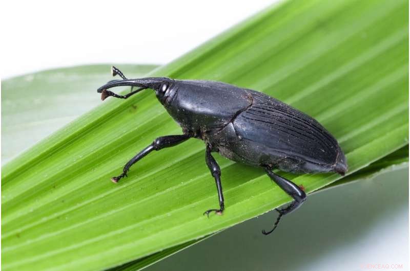 Effective Palm Weevil Control: A Bee-Friendly Solution