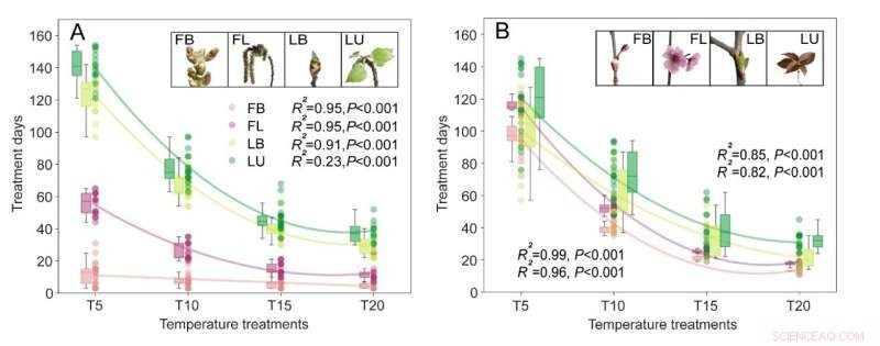 Warm Season Impacts Flowering & Leaf Development in Poplar & Serviceberry