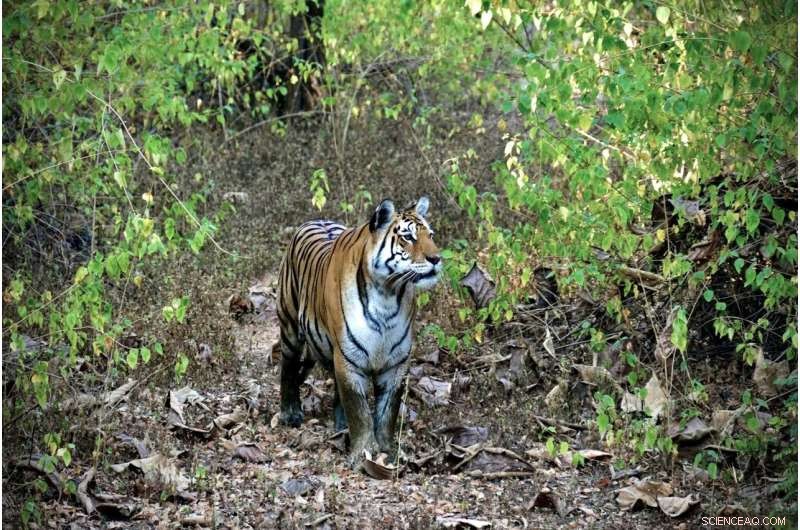 Tiger Movement Corridors in Central India: A New Study