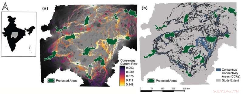 Tiger Movement Corridors in Central India: A New Study