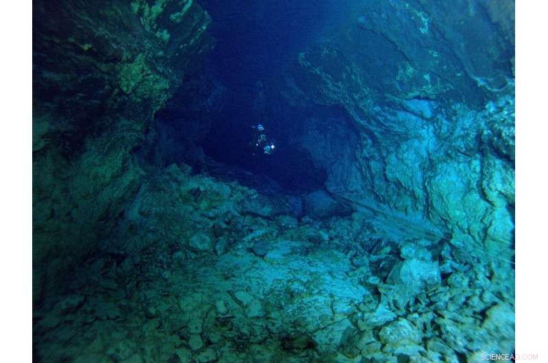 Olm DNA: Unlocking Insights into Human Evolution and Eye Diseases