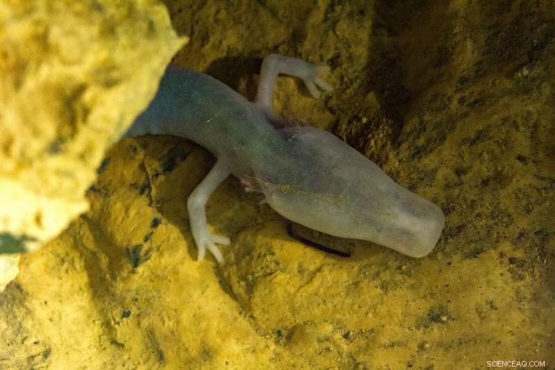 Olm DNA: Unlocking Insights into Human Evolution and Eye Diseases