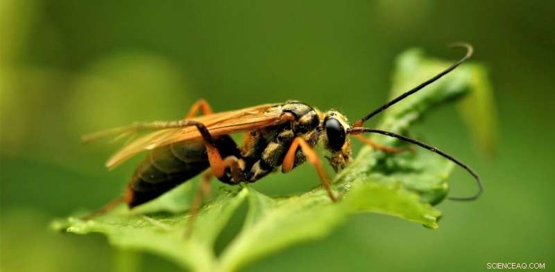 Solitary Wasps: Fascinating Facts About These Often-Overlooked Insects