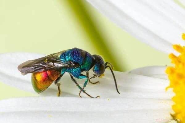 Solitary Wasps: Fascinating Facts About These Often-Overlooked Insects
