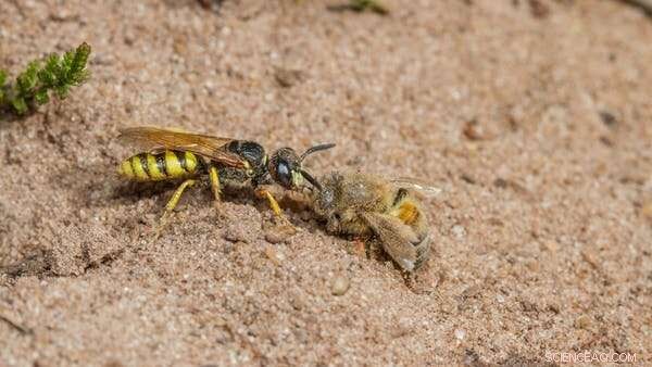 Solitary Wasps: Fascinating Facts About These Often-Overlooked Insects