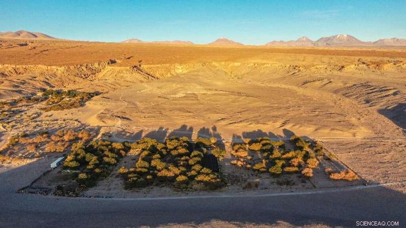 Atacama Desert Vineyard: Sustainable Grape Growing in the World s Driest Place