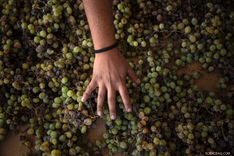 Atacama Desert Vineyard: Sustainable Grape Growing in the World s Driest Place