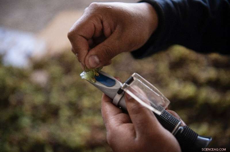 Atacama Desert Vineyard: Sustainable Grape Growing in the World s Driest Place