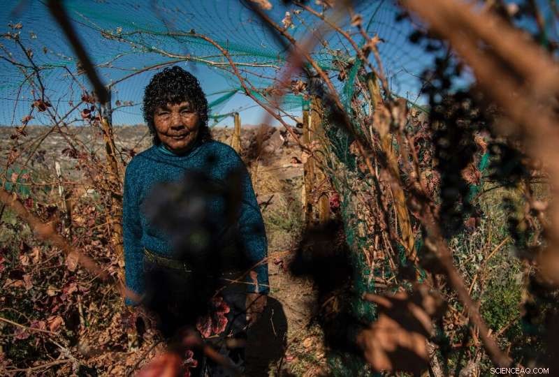 Atacama Desert Vineyard: Sustainable Grape Growing in the World s Driest Place