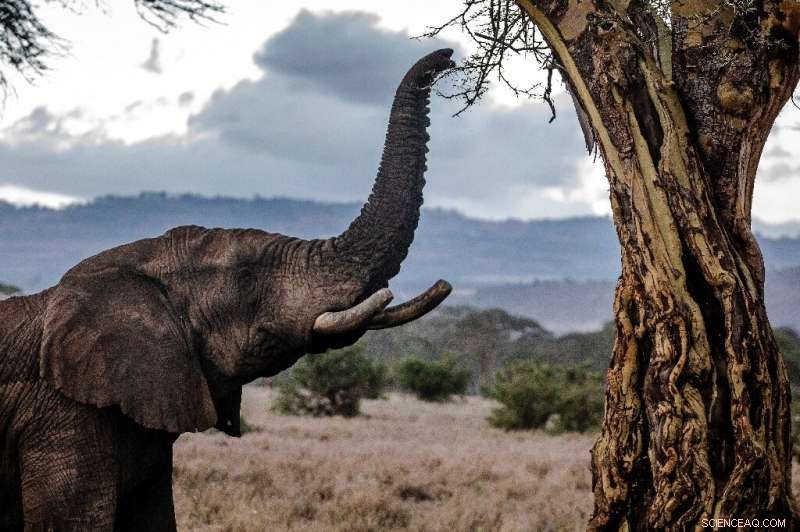 Zimbabwe Seeks Legal Ivory Trade Agreement with Allies