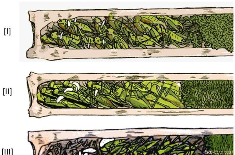 Isodontia harmandi: Understanding Sibling Cannibalism in Wasp Larvae