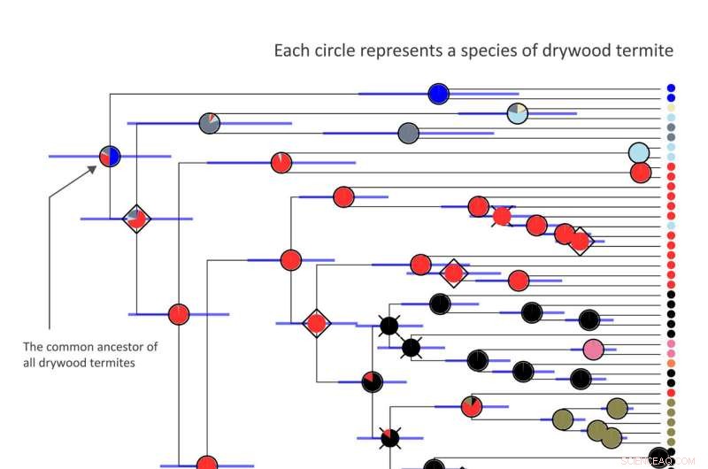 Ancient Termites: A Journey Through the World s Oceans