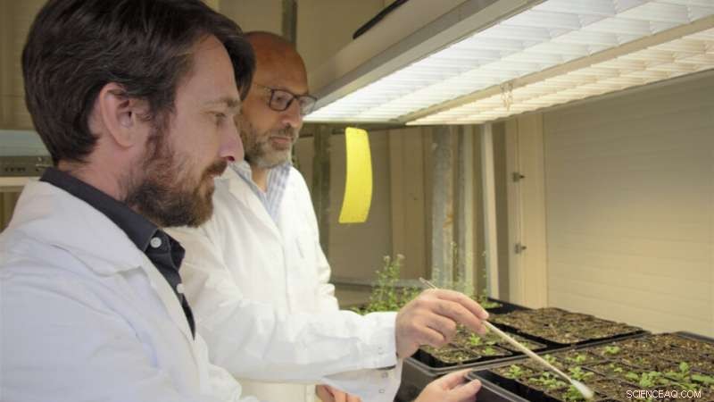 Unlocking Plant Responses to Touch: A Genetic Breakthrough