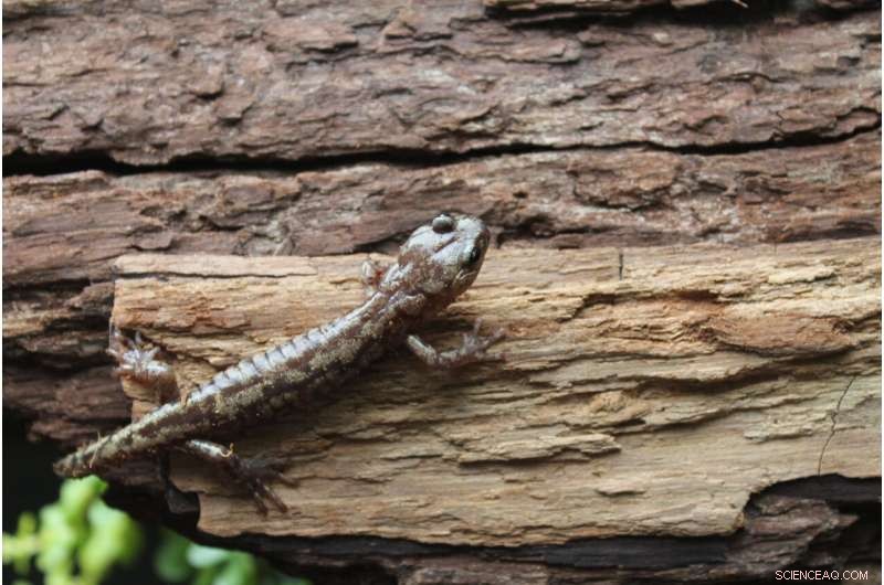 Skydiving Salamanders: High-Altitude Adaptation in Redwood Trees