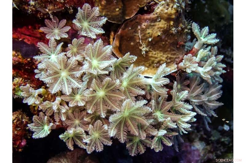 Sea Corals: A Promising Source of Anti-Cancer Compounds