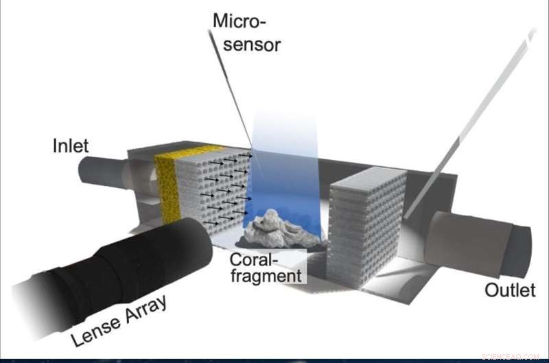 Innovative Camera Simultaneously Measures Coral Flow and Oxygen Levels
