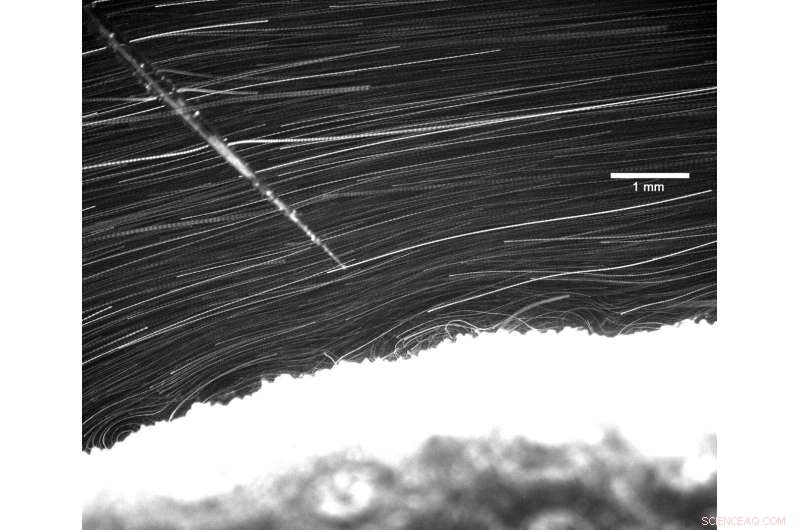 Innovative Camera Simultaneously Measures Coral Flow and Oxygen Levels