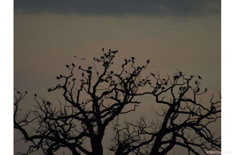 How Jackdaws Make Collective Flight Decisions: A New Study
