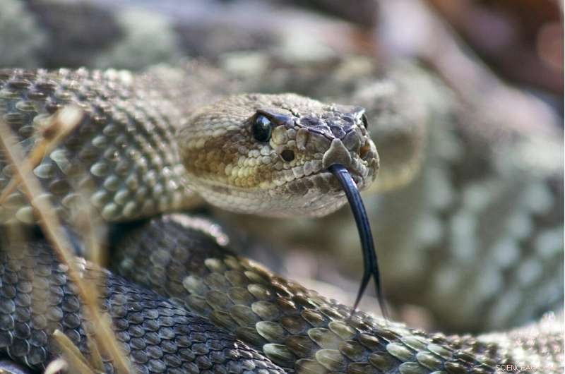 Bacteria Found in Snake and Spider Venom: New Research