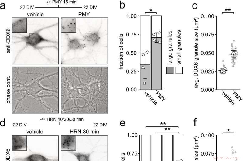 DDX6 Granule Formation: How RNA Storage Regulates Neuronal Activity