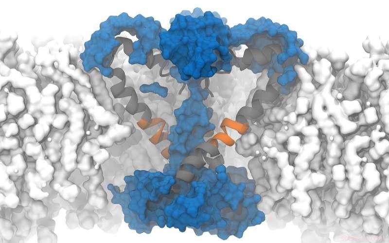 Computational Simulations Uncover Novel Cellular Processes