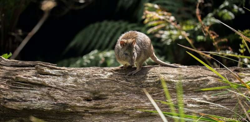 63 Species Facing Extinction: Urgent Preservation Efforts Identified