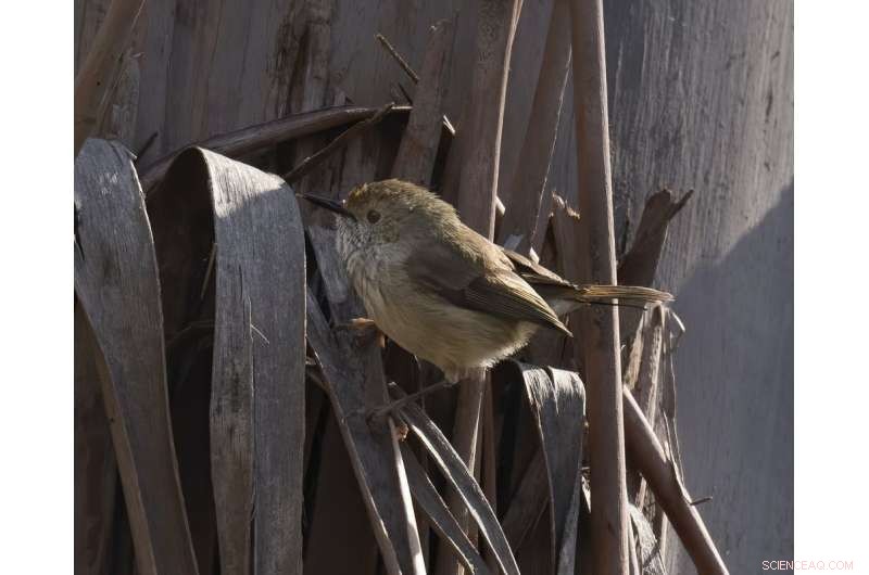 63 Species Facing Extinction: Urgent Preservation Efforts Identified