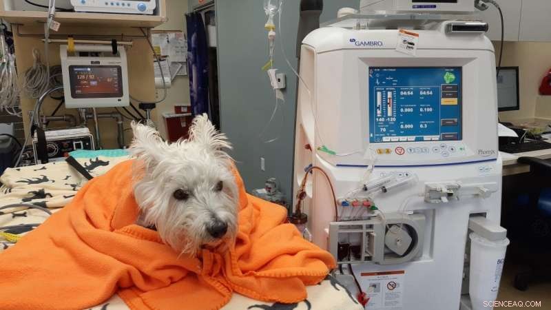 AI-Powered Early Detection of Leptospirosis in Dogs