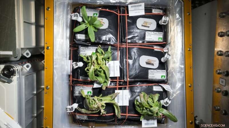 Antarctic Farming: Pioneering Space Food Production