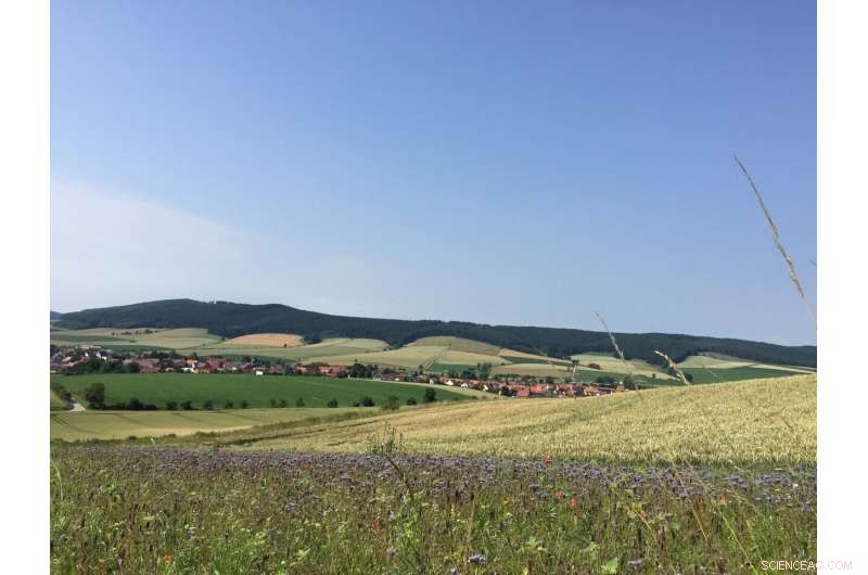 Boosting Bee Populations: Organic Farming vs. Flower Strips - An Expert Analysis