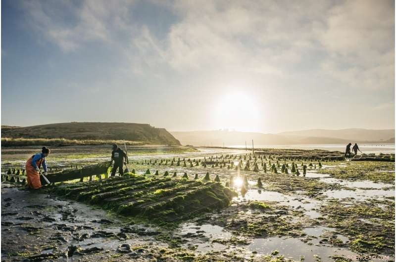California Shellfish Farming in a Changing Climate: Adapting for the Future